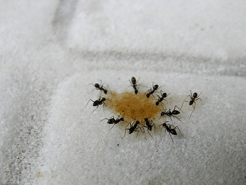 Small Ants In Kitchen
 How to rid of ants in kitchen and bathroom how to