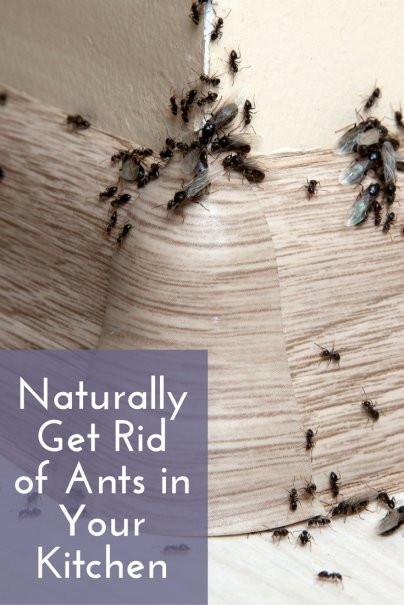 Small Ants In Kitchen
 Naturally Get Rid of Ants in Your Kitchen