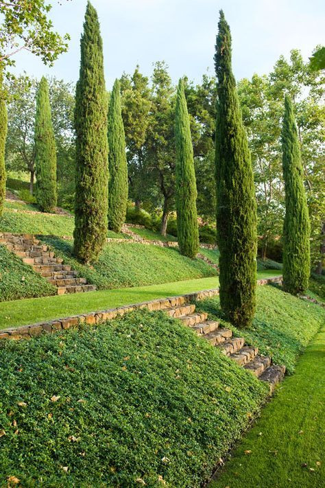 Terrace Landscape With Trees
 70 best slope & terraced gardens images on Pinterest