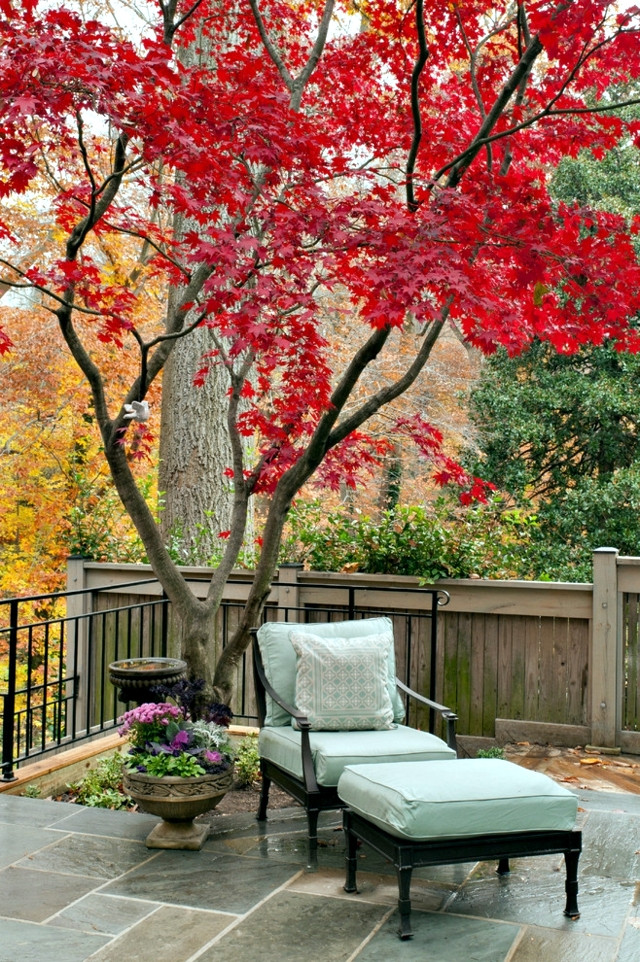 Terrace Landscape With Trees
 Garden design ideas – the best trees for small gardens