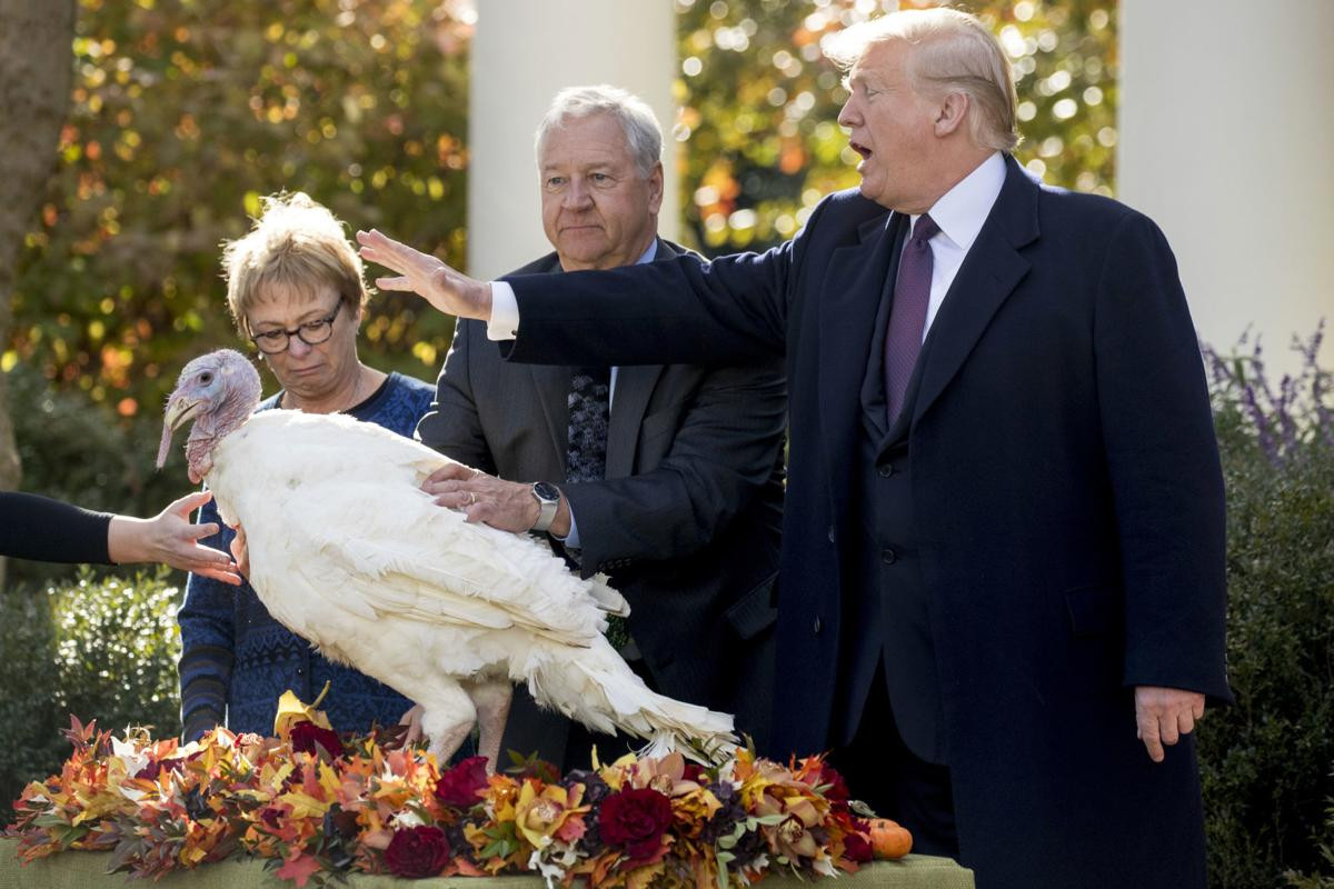 Trump Thanksgiving Turkey
 Trump grants poultry pardons to SD raised turkeys Peas and