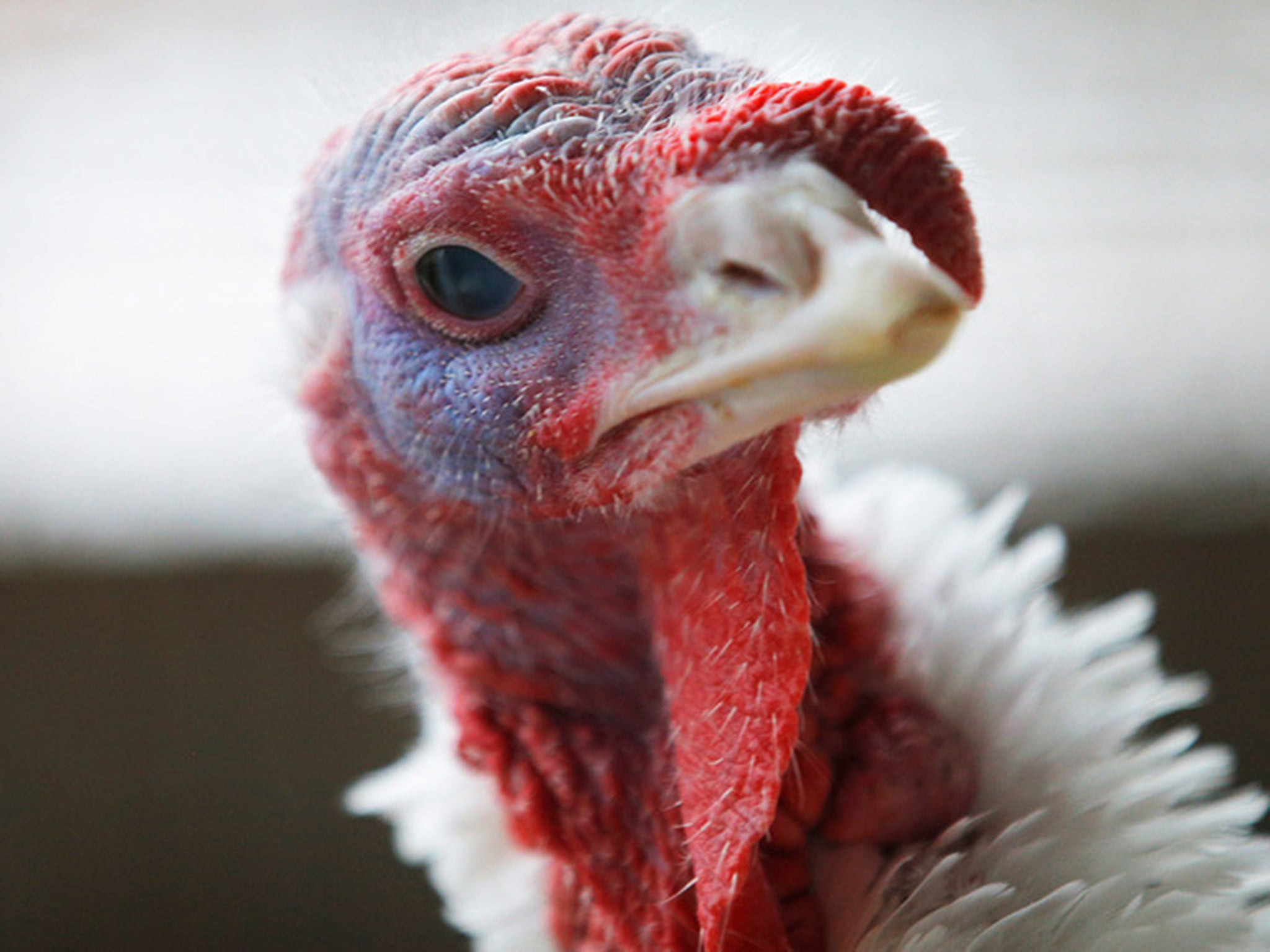 Turkey Prices For Thanksgiving 2020
 Why does the price for turkeys fall just before