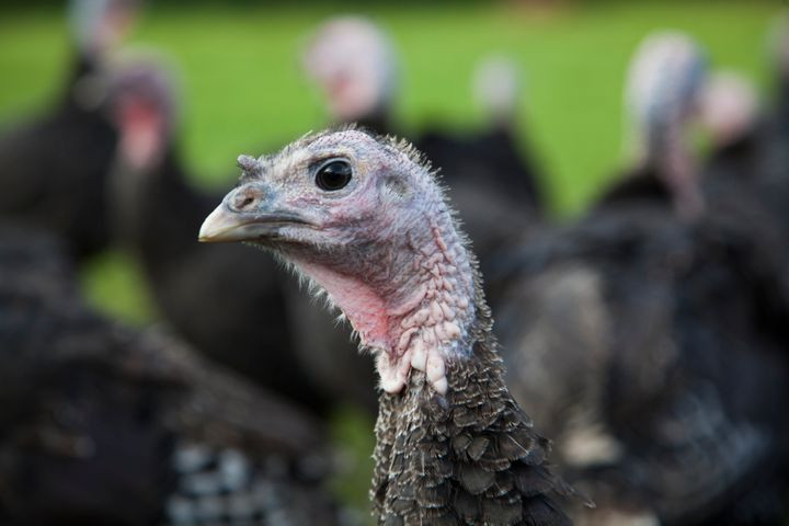 Turkey Prices For Thanksgiving 2020
 Prices Turkeys May 2020