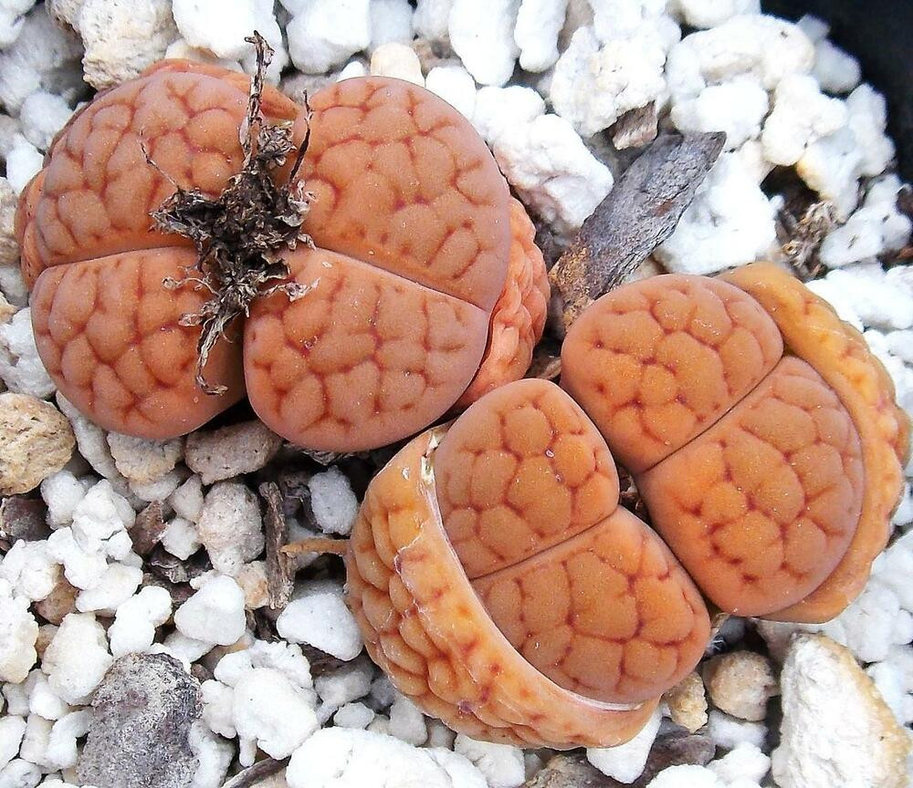 Valuable Rocks In Your Backyard
 Lithops hookeri LUTEA rare living stones exotic mesemb