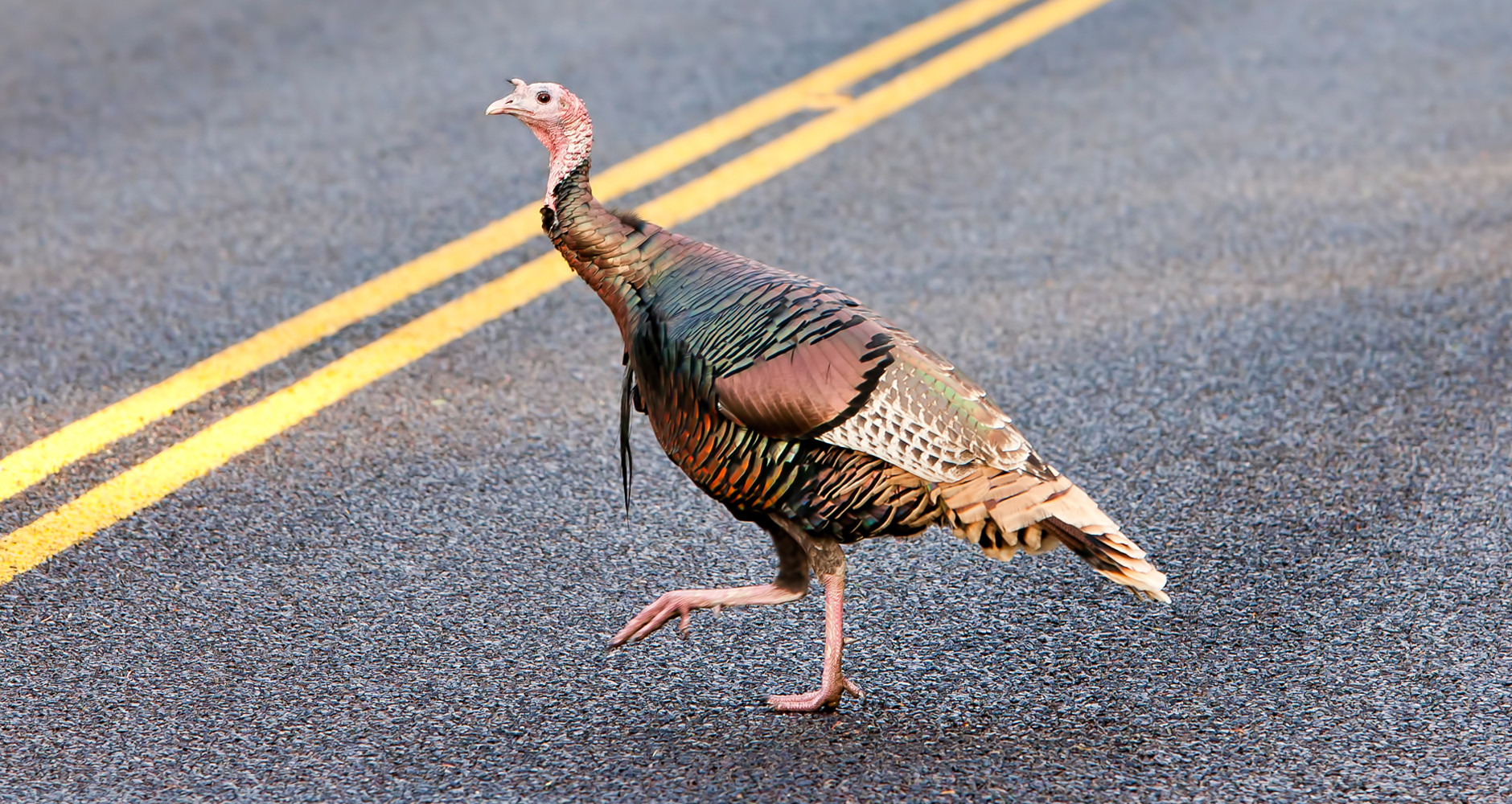 Why Turkey On Thanksgiving
 Why Did the Turkey Cross the Road And Other Silly