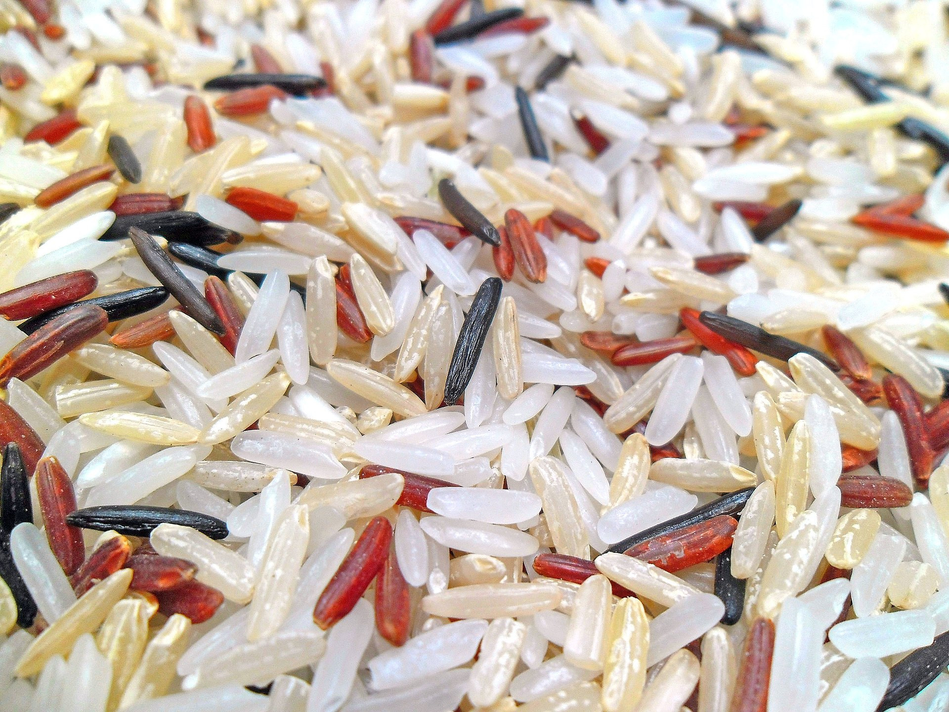 Wild Grain Rice
 Rice