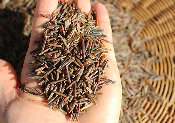 Wild Grain Rice
 Nutritional Benefits of Wild Rice A "Wild" and Cultivated