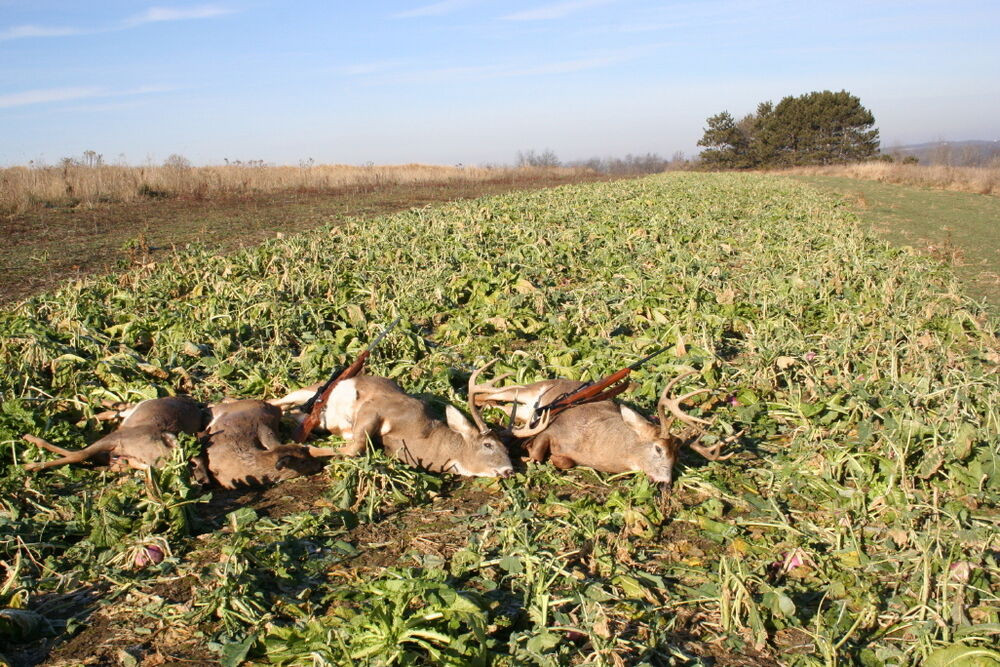 Winter Food Plot For Deer
 Bulk Seven top turnip seed great deer food plot wildlife