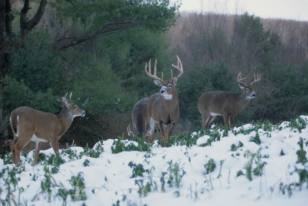 Winter Food Plot For Deer
 January Food Plots Deer Eating Brassicas