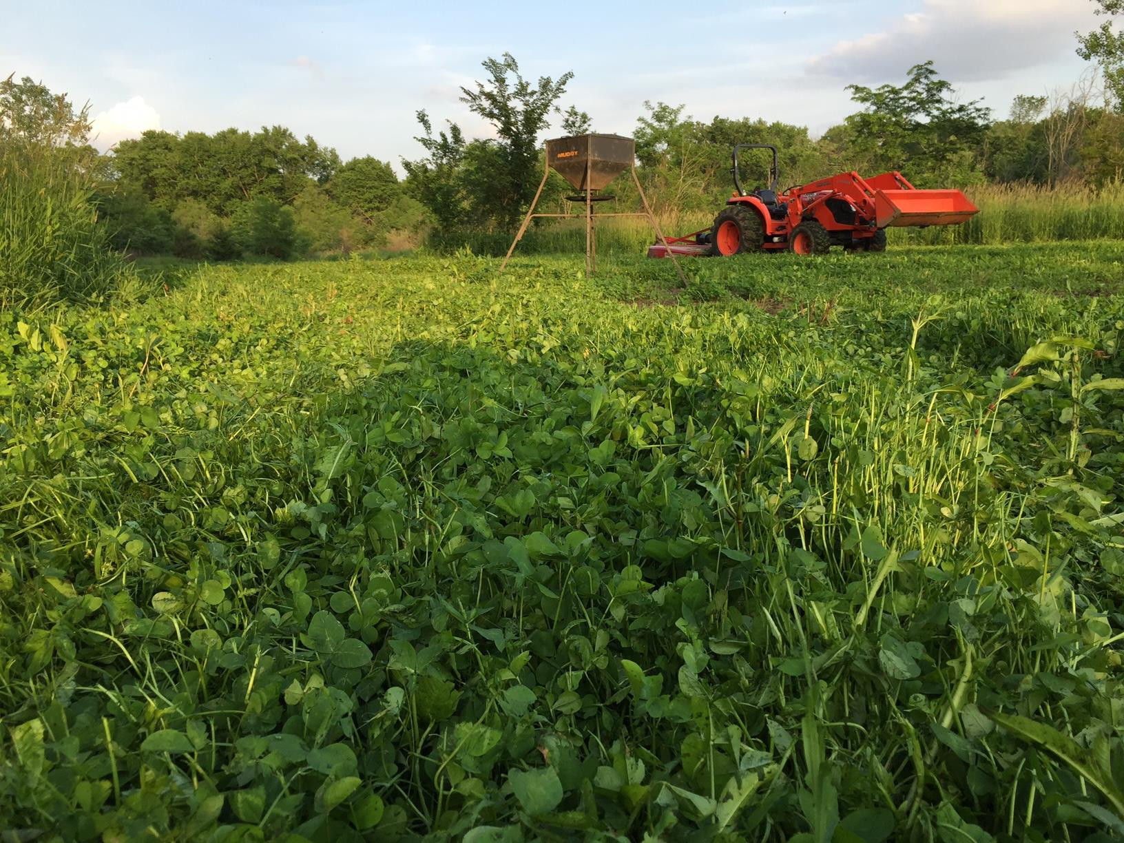 Winter Food Plot For Deer
 Planning and Hunting Food Plots in the South