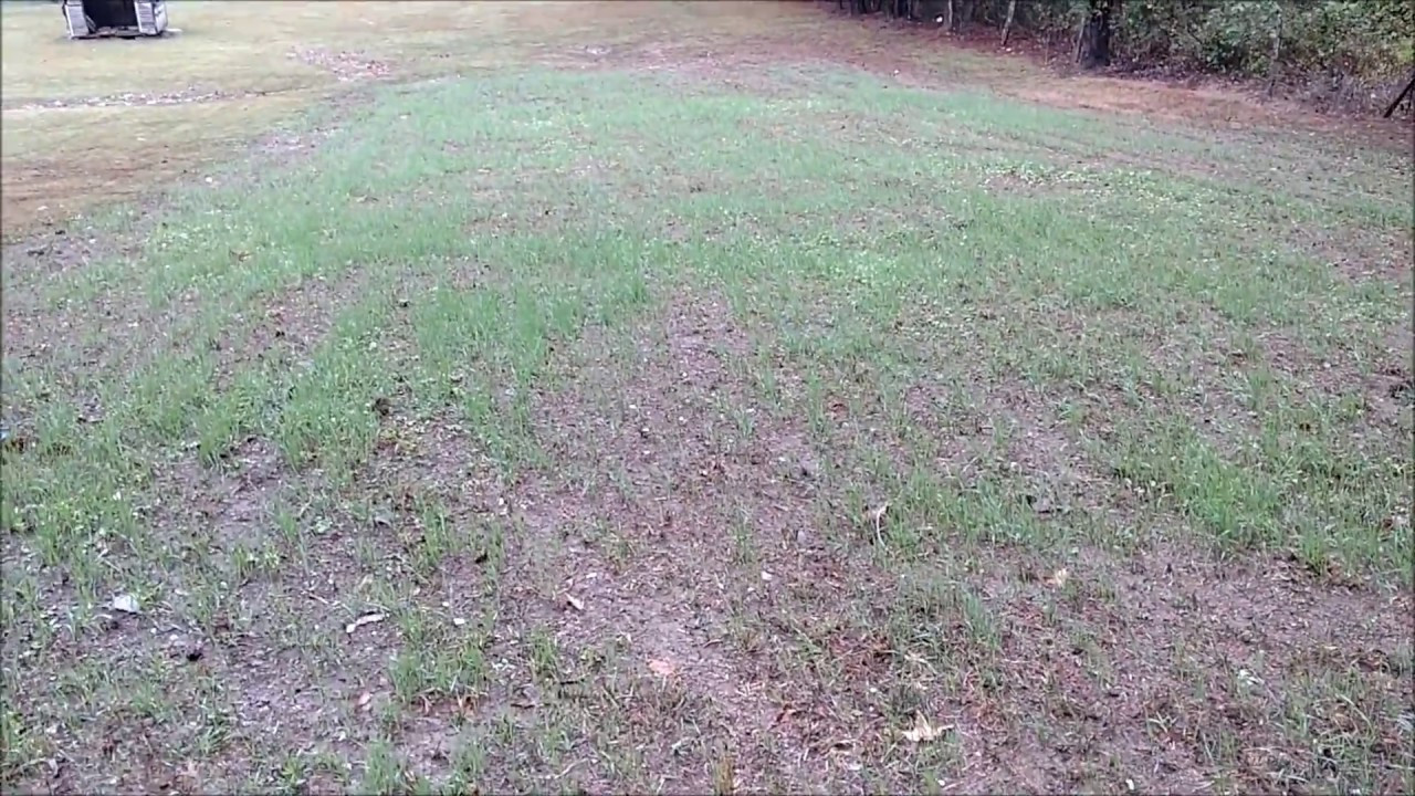 Winter Food Plot For Deer
 WINTER WHEAT IT DOESN T GET ANY BETTER FOR DEER FOOD PLOT