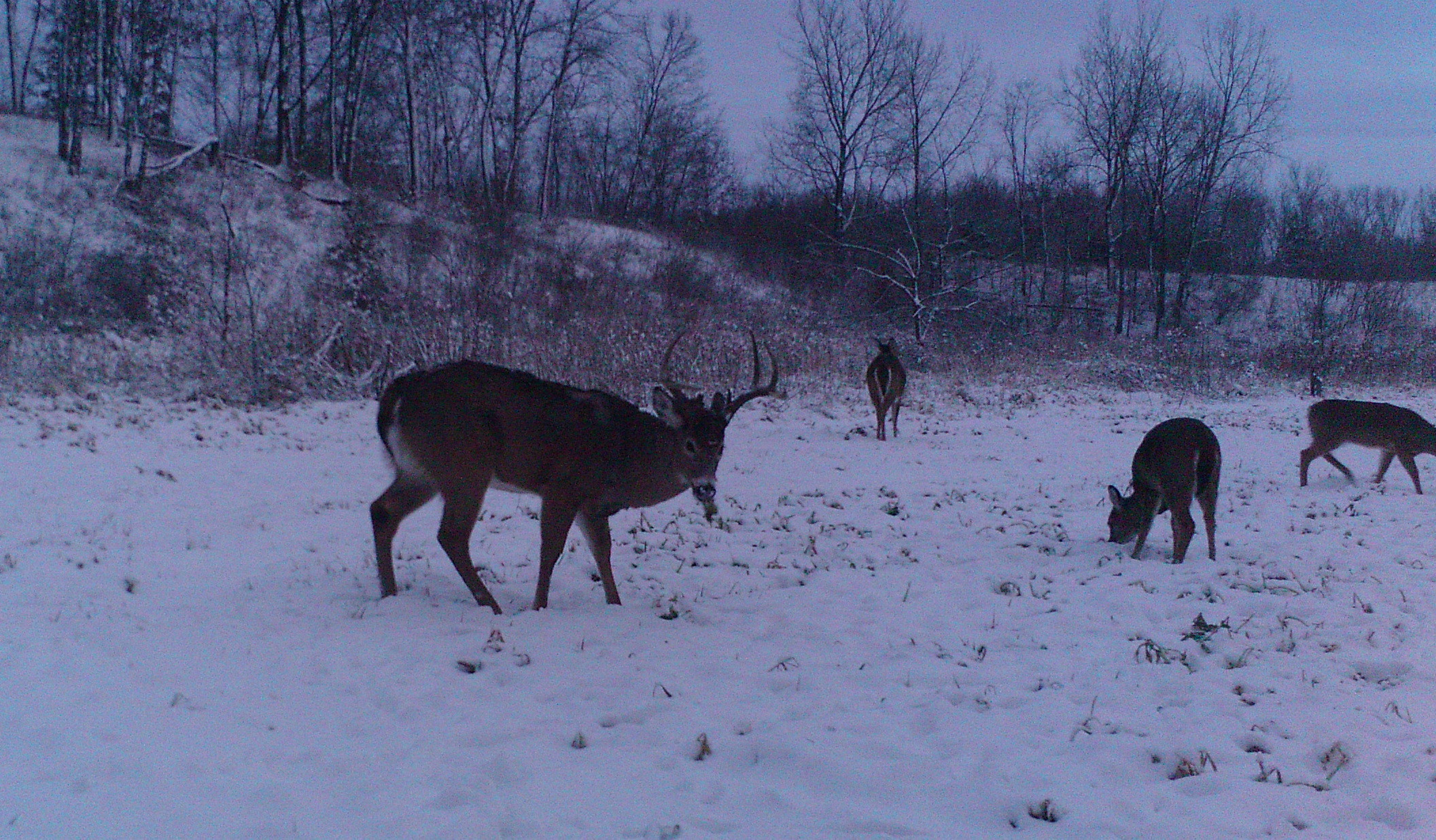 Winter Food Plot For Deer
 Best Winter Food Plots for Whitetails