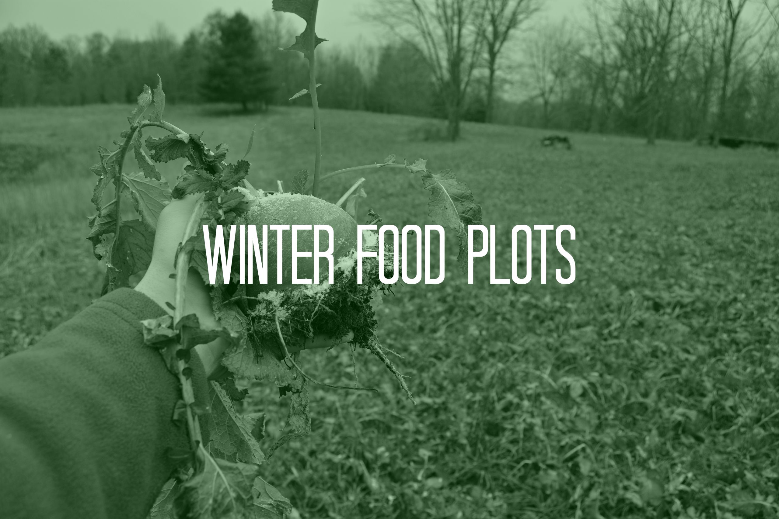 Winter Food Plot For Deer
 5 Best Winter Food Plots