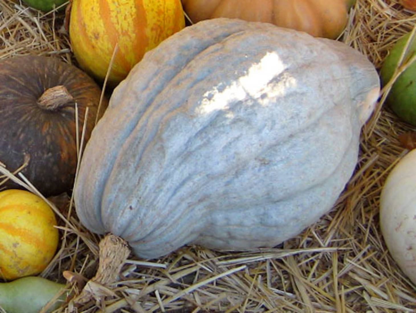 Winter Squash Types
 The 11 Varieties of Winter Squash You Need to Know