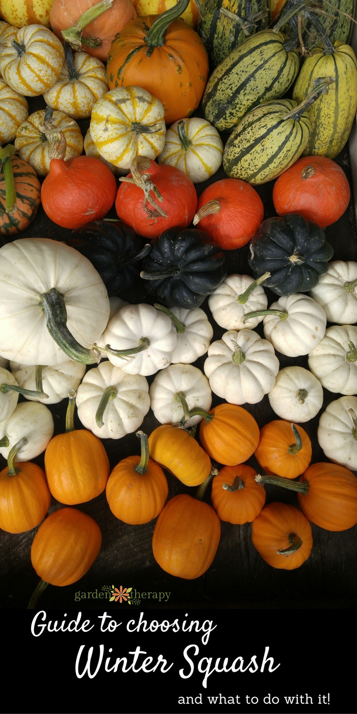 Winter Squash Types
 What the Heck is That Your Guide to Delicious Winter